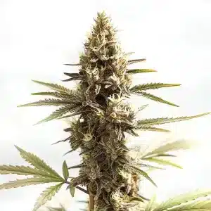 Siberian con cola central densa, cogollos compactos y abundantes tricomas en floración.