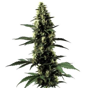 Silver Surfer Haze: Cogollo aromático y potente.