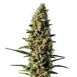 Skunk #1 Auto con cola central compacta, cogollos densos y abundante resina en floración avanzada.