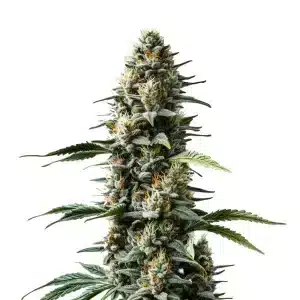 Skunk Auto con cola central compacta, cogollos densos y alta producción de resina en floración avanzada.