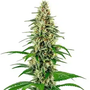 Skunk Diesel, cogollos compactos y hojas en floración avanzada.
