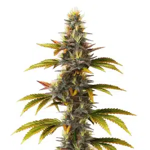 Cogollo principal de cannabis Skunk Fast Version con estructura alargada, buena producción de resina y hojas en floración.