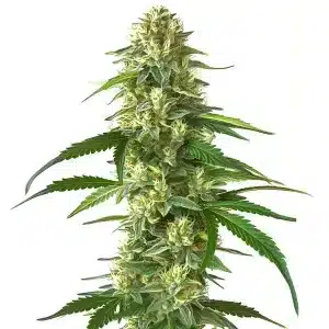 Skunk Kush con cogollo central muy denso, abundantes pistilos y alta producción de resina en floración avanzada.