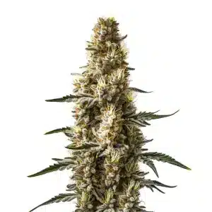 Cogollo de cannabis Skunk Kush Auto con estructura compacta, abundantes tricomas y hojas verdes en floración.