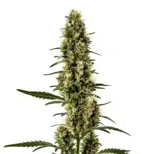 Skunk Regular con cola central alargada, cogollos compactos y buena producción de resina en floración avanzada.