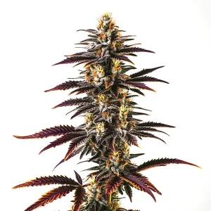 Planta de cannabis Skunk x Blueberry Fast Version con cogollos densos en fase avanzada de floración.