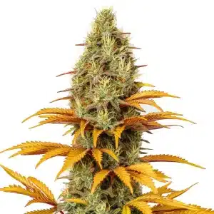 Skunk x Northern Lights con cogollos densos, hojas amarillentas de maduración y alta producción de resina.