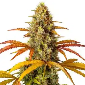 Cogollo de cannabis Skunk x Northern Lights Fast Version con estructura compacta, alta resina y hojas con tonos otoñales en floración.