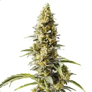 Cogollo de cannabis Skunk x Rosetta Stone Fast Version con estructura alargada, abundante resina y pistilos en floración.
