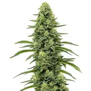 Skywalker con cola central alargada, cogollos compactos y buena producción de resina en floración avanzada.