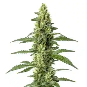 Planta de cannabis Skywalker Auto con cola central alargada y cogollos compactos en floración avanzada.