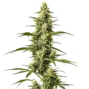 Cogollo de cannabis Skywalker Fast Version con estructura alargada, abundantes pistilos claros y buena producción de resina en floración.