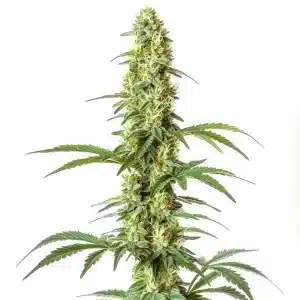 Skywalker Ghost x Triangle Kush con cola central alargada, cogollos compactos y abundante resina en floración avanzada.