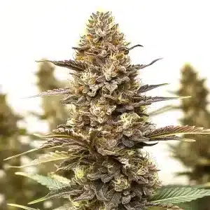 Skywalker x Girl Scout Cookies con alta producción de resina, flores compactas y pistilos en floración avanzada.