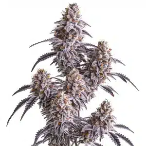Slurricane: Sabor afrutado y efecto potente.