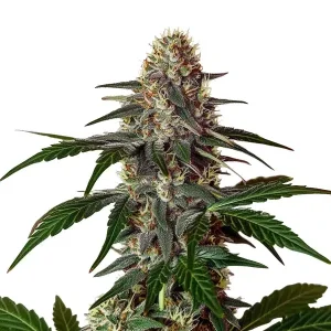 Cogollo de cannabis Snow Caps con estructura compacta y alta cobertura de tricomas.