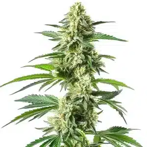 Cogollo de cannabis Snow White con alta cobertura de resina, flores compactas y en fase avanzada de floración.