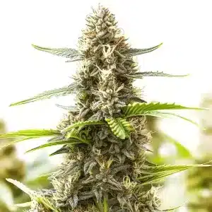 Somango Regular, alta producción de resina y estructura compacta en floración avanzada.