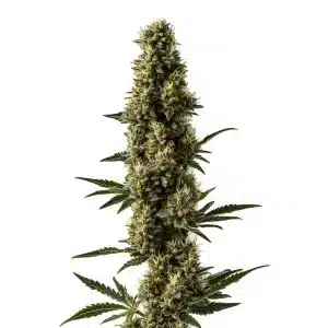 Somango x Sweet Auto con cola central alargada, cogollos compactos y buena producción de resina en floración avanzada.