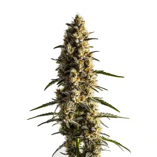 Somango
