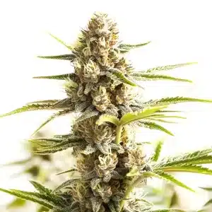 Cogollo de cannabis Sour Diesel Kush Regular con alta resina, hojas y pistilos en floración avanzada.