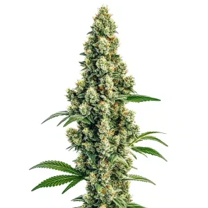 Sour Diesel Regular con cola central grande, cogollos densos y abundante resina en floración avanzada.