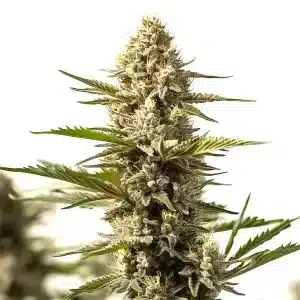 Sour Diesel x OG Kush, cogollos densos y alta producción de resina en floración avanzada.