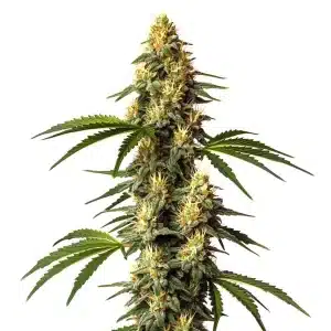 Sour Kush con cola central alargada, cogollos compactos, abundante resina y pistilos en floración avanzada.