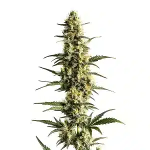 Planta de cannabis Sour Lemon con cola central alargada, cogollos compactos y abundante resina en floración avanzada.