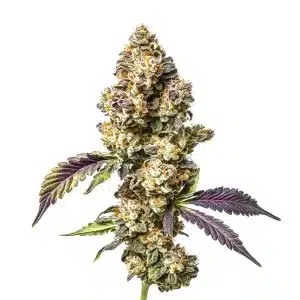 Cogollo de cannabis Sour Mac con estructura compacta, abundante resina y hojas en floración.