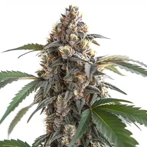 Cogollo de cannabis Sour Mac F1 con estructura compacta, alta producción de tricomas y hojas en floración.
