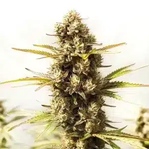 Flor de cannabis Sour Skies con alta densidad de tricomas.