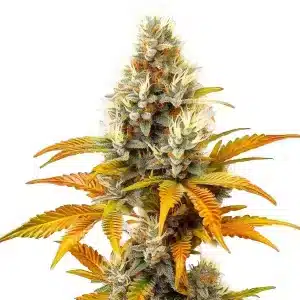Sour Tangie con cogollo central compacto, abundantes tricomas y hojas en fase avanzada de floración.