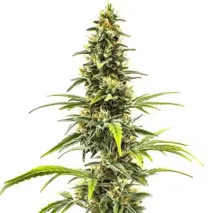 Sour Tsunami con múltiples cogollos resinosos y estructura típica de genética CBD.