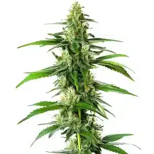 South African con estructura sativa, abundantes tricomas, pistilos claros y hojas finas.