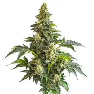 Cogollo de cannabis Star Killer x Do-Si-Dos con estructura compacta, alta producción de resina y hojas verdes en floración.
