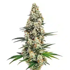 Stardawg con cola central muy densa y cogollos compactos cubiertos de tricomas.