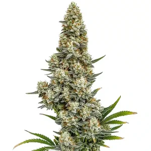 Stardawg Auto con cola central muy densa, flores compactas y alta cobertura de resina en floración avanzada.