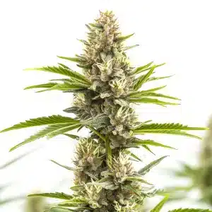 Steve’s Alien OG – Variedad de cannabis