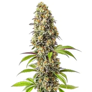 Strawberry con cogollo central denso, tricomas abundantes y pistilos.