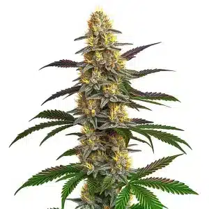 Strawberry Banana planta de cannabis con cogollo central resinoso y hojas verdes en floración avanzada.