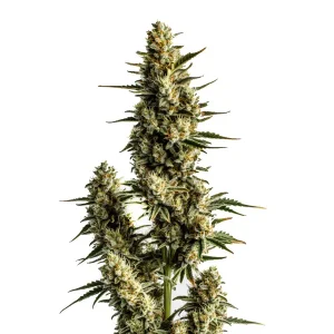Strawberry Banana Auto con cola central gruesa, cogollos densos y alta producción de resina en floración avanzada.