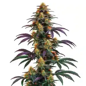 Strawberry Banana Cheese planta de cannabis con cogollo central denso, pistilos abundantes y hojas en floración.