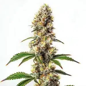 Cogollo de cannabis Strawberry Banana Kush Regular con flores densas, alta producción de resina en floración avanzada.