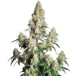 Strawberry Cheese Auto planta de cannabis autofloreciente con cogollos muy resinosos en floración avanzada.