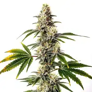 Strawberry Haze planta de cannabis con cogollo central alargado y resinoso y estructura sativa.