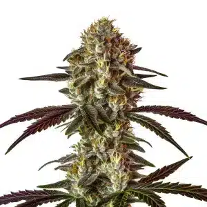 Cogollo de cannabis Strawberry Gary con abundante resina, hojas y estructura compacta.