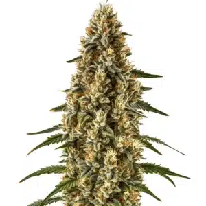 Strawberry Gum Auto con cogollos compactos, buena producción de resina y hojas en floración avanzada.
