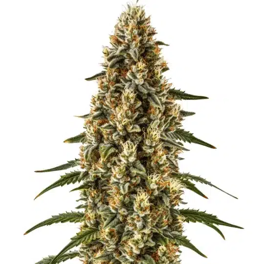 Strawberry Gum Auto