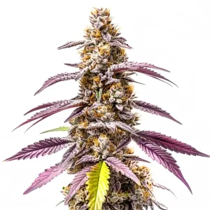 Strawberry Haze Auto F1: Sabor dulce y energía pura.